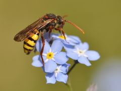 Nomada signata